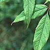 Acer mandschuricum, leaves