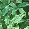 Acer mandschuricum, leaves