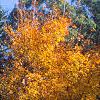 Acer pictum, fall color
