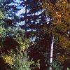 Acer pictum, fall color