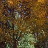 Acer pictum, fall color