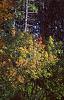 Acer pictum, fall color