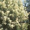 Acer negundo 'Flamingo', habit