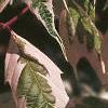 Acer negundo 'Flamingo', leaves