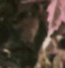 Acer negundo 'Flamingo', leaves