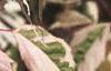 Acer negundo 'Flamingo', leaves