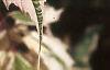 Acer negundo 'Flamingo', leaves