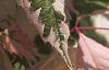 Acer negundo 'Flamingo', leaves