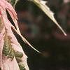 Acer negundo 'Flamingo', leaves