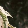 Acer negundo 'Flamingo', leaves