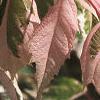 Acer negundo 'Flamingo', leaves