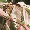 Acer negundo 'Flamingo', leaves