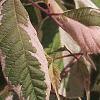 Acer negundo 'Flamingo', leaves