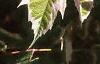 Acer negundo 'Flamingo', leaves