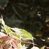 Acer negundo 'Flamingo', leaves