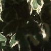 Acer negundo 'Flamingo', leaves