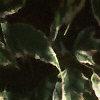 Acer negundo 'Flamingo', leaves
