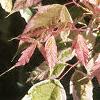 Acer negundo 'Flamingo', leaves