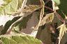 Acer negundo 'Flamingo', leaves