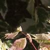 Acer negundo 'Flamingo', leaves