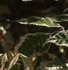 Acer negundo 'Flamingo', leaves