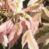 Acer negundo 'Flamingo', leaves