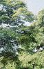 Acer palmatum, habit
