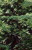 Acer palmatum, habit