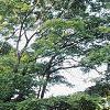 Acer palmatum, habit