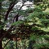 Acer palmatum, habit