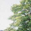 Acer palmatum, habit