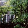 Acer palmatum, habit