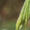 Acer palmatum, flowers