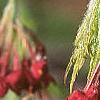 Acer palmatum, flowers