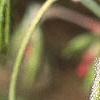 Acer palmatum, flowers