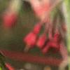 Acer palmatum, flowers