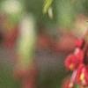 Acer palmatum, flowers