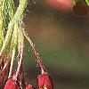 Acer palmatum, flowers