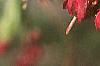 Acer palmatum, flowers