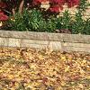 Acer palmatum, fall color