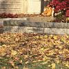 Acer palmatum, fall color