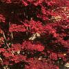 Acer palmatum, fall color