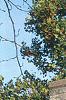 Acer palmatum, fall color