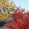 Acer palmatum, fall color