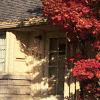Acer palmatum, fall color