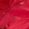 Acer palmatum, fall color