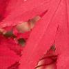 Acer palmatum, fall color