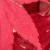 Acer palmatum, fall color
