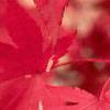 Acer palmatum, fall color