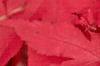 Acer palmatum, fall color